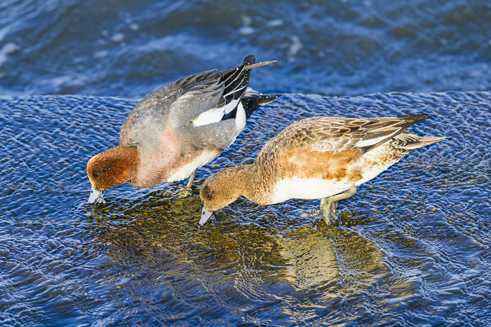 A pair of ducklings foraging