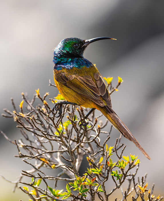 Colibri sitting on a bush Colibri sitting on a bush, by Zoonar Christoph Sch