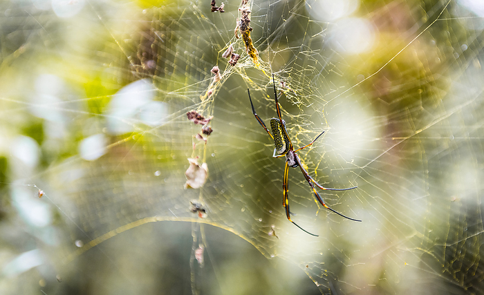 Female golden orb web spider  nephila clavipes  in the brazilian rainforest Female golden orb web spider  nephila clavipes  in the brazilian rainforest, by Zoonar Christoph Sch