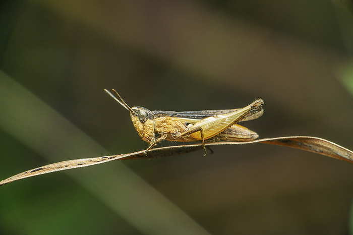 Grasshopper species, Satara, Maharashtra Grasshopper species, Satara, Maharashtra, by Zoonar RealityImages