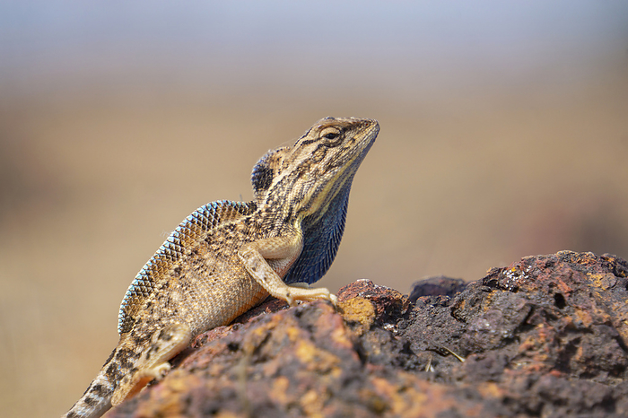Sarada superba, the superb large fan-throated lizard, is a species of agamid lizard found in Maharashtra. It was described in 2016 and in the past was part of a complex that included Sitana ponticeriana , by Zoonar/RealityImages