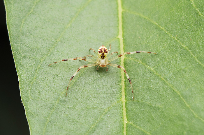 Speckled crab spider, Diaea dorsata, Satara, Maharashtra, India Speckled crab spider, Diaea dorsata, Satara, Maharashtra, India, by Zoonar RealityImages