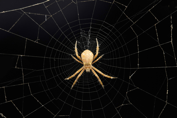 Signature spider, Argiope keyserlingi, Satara, Maharashtra, India Signature spider, Argiope keyserlingi, Satara, Maharashtra, India, by Zoonar RealityImages