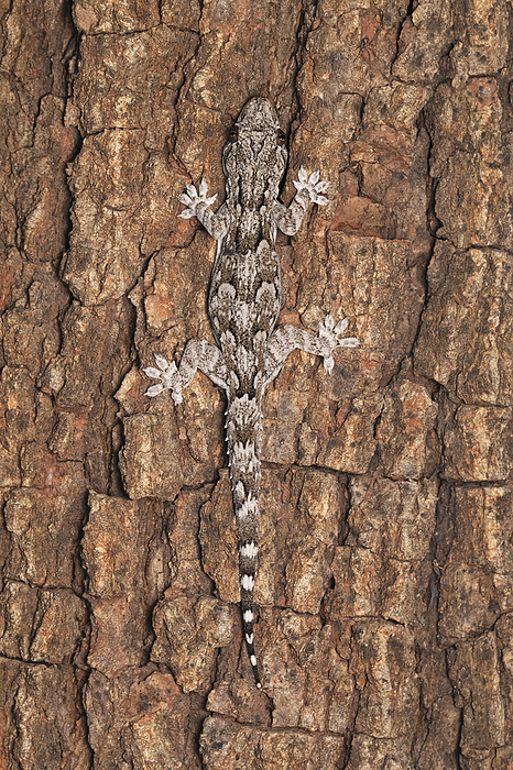 Indian Bark Gecko, Hemidectylus leschenaultii, Satara, Maharashtra, India Indian Bark Gecko, Hemidectylus leschenaultii, Satara, Maharashtra, India, by Zoonar RealityImages