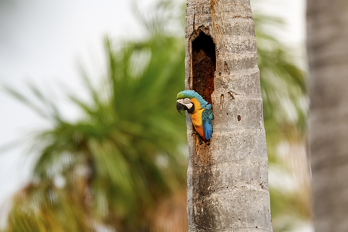 Blue and yellow macaw looking out of a hole of a palm tree trunk,  side view, Lagoa das Araras, Bom Blue and yellow macaw looking out of a hole of a palm tree trunk,  side view, Lagoa das Araras, Bom, by Zoonar Uwe Bergwitz