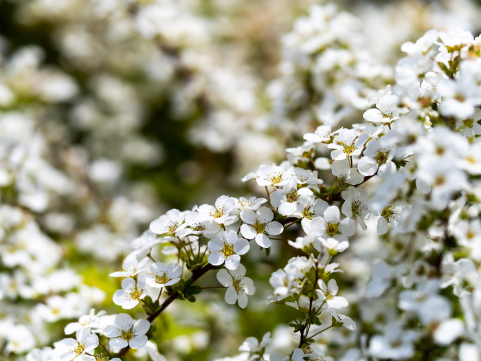 Close-up of snow willow in bloom in park