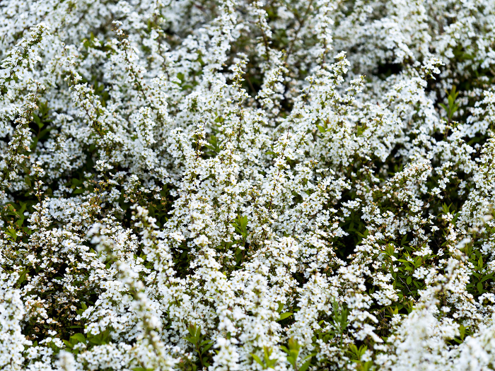 White flowers of snow willow in full bloom