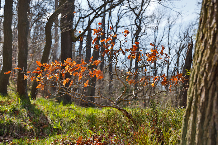 young oak regrowing tree in the Selke valley young oak regrowing tree in the Selke valley, by Zoonar dk fotowelt