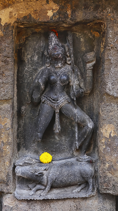 Statue of Varahi a powerful warrior goddess, depicted with the head of a boar  Chausath Yogini Temple, Hirapur, Bhubaneshwar, Odisha, India. Statue of Varahi a powerful warrior goddess, depicted with the head of a boar  Chausath Yogini Temple, Hirapur, Bhubaneshwar, Odisha, India., by Zoonar RealityImages