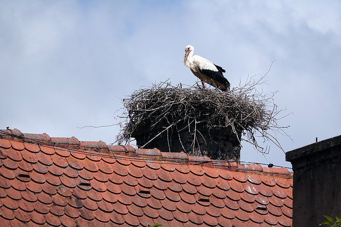 Stork nest in Dinkelsbuehl Stork nest in Dinkelsbuehl, by Zoonar Volker Rauch