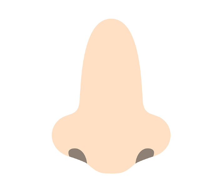 Simple illustration of a nose seen from the front