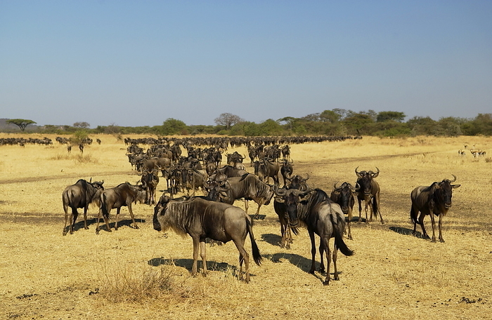 Herd of migrating Blue Wildebeest, Grumeti, Tanzania Herd of migrating Blue Wildebeest, Grumeti, Tanzania