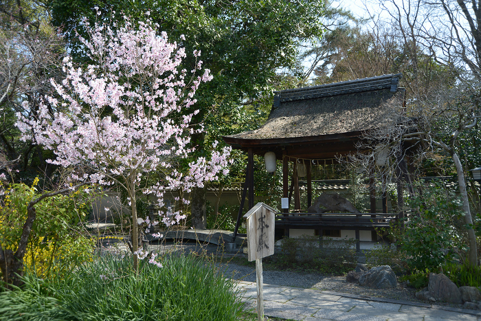 Munakata Shrine, a building enshrining the sacred tree, Ookusugi, in Kyoto Gyoen, Kamigyo-ku, Kyoto City