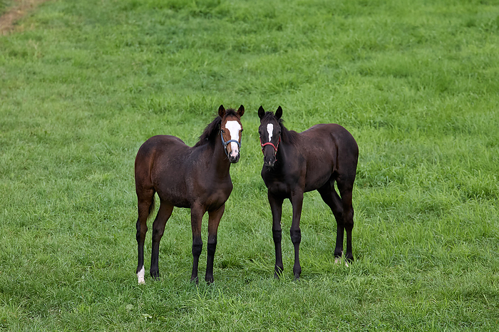 Salebred foal I came across a group of foals born in the spring that had been separated from their mothers in the fall and gathered in one place. I was struck by the sight of the foals moving around like mad from loneliness after being separated from their mothers. Photo by Shogo Asao