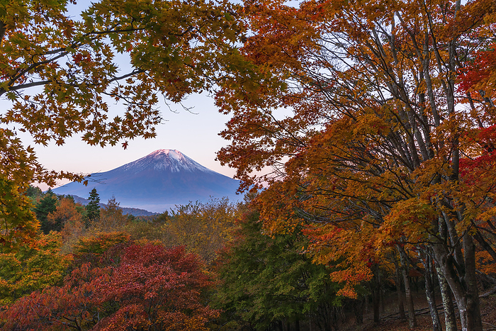 Fuji and autumn leaves from Nijyugyoku Pass, Yamanashi, Japan Dawn