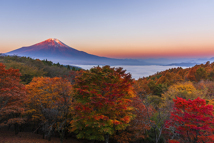 Fuji and Sea of Clouds from Nijyumagari Pass in autumn leaves, Yamanashi, Japan Dawn