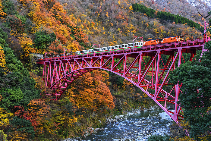 Autumn Foliage of Kurobe Gorge Railway, Toyama Prefecture: Trolley Car and New Yamahiko Bridge