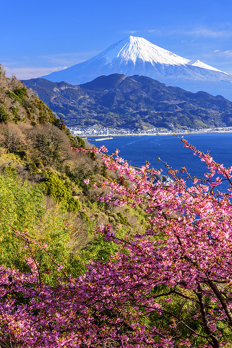 Mt. Fuji from Satto Pass with Kawazu cherry blossoms in bloom, Shizuoka Prefecture