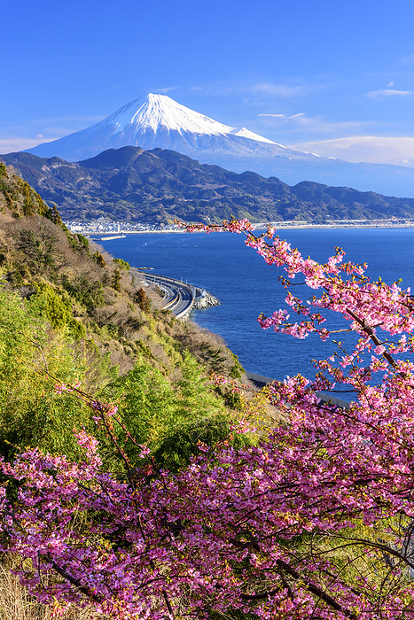 Mt. Fuji from Satto Pass with Kawazu cherry blossoms in bloom, Shizuoka Prefecture