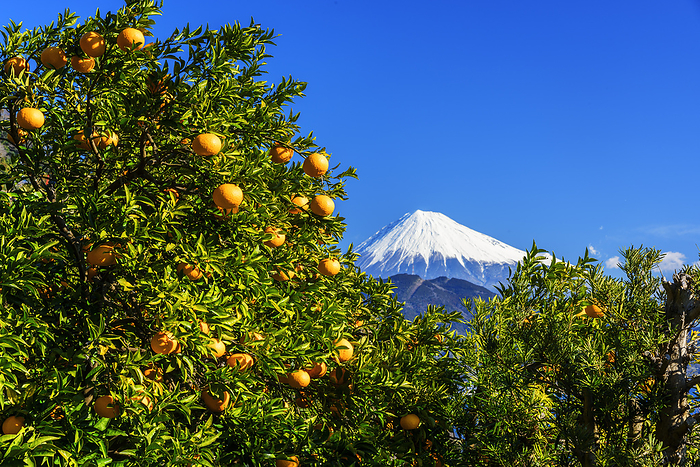 Mt. Fuji and oranges near Satto Pass, Shizuoka Prefecture