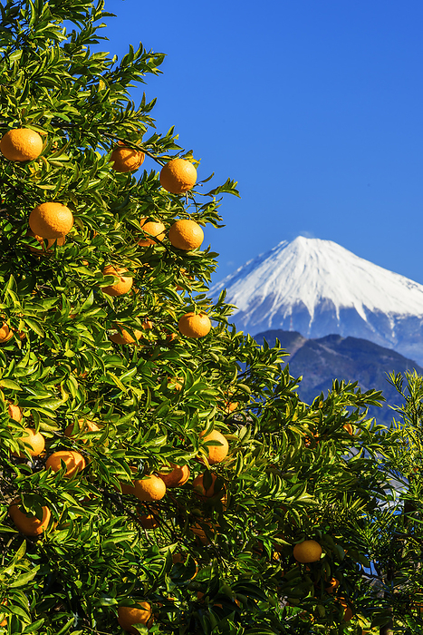 Mt. Fuji and oranges near Satto Pass, Shizuoka Prefecture