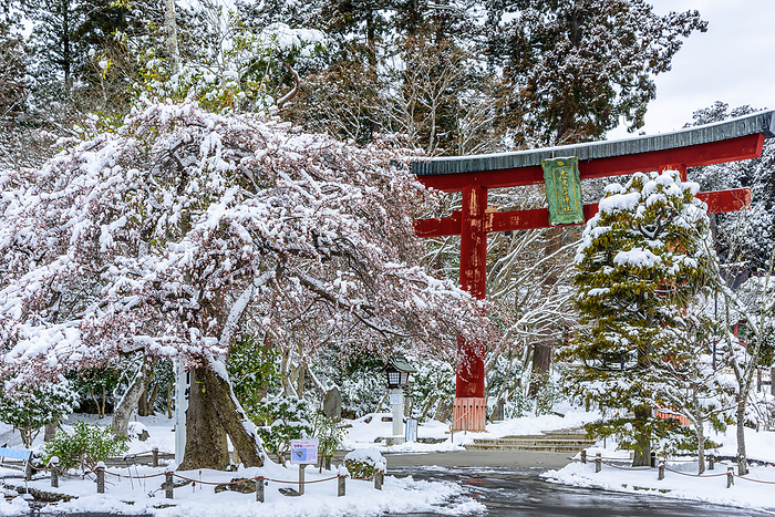 Torii and plum blossoms at Shibahiko Shrine in snow, Miyagi Prefecture