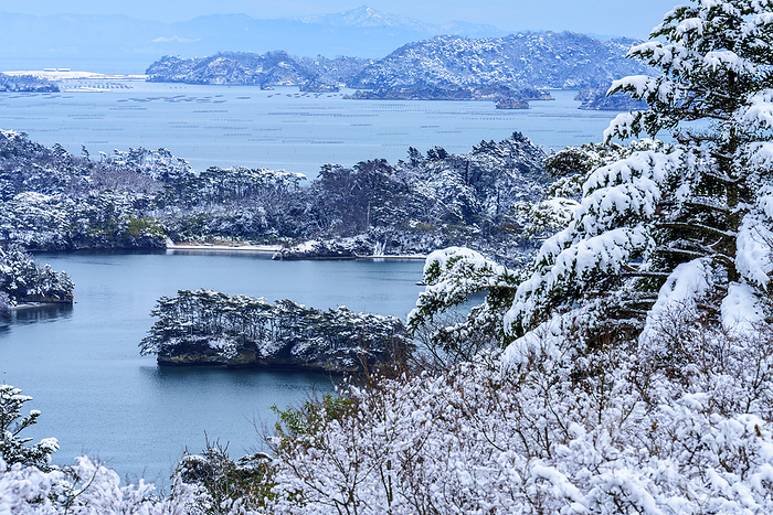 At Saigyo-returning Pine Park, Matsushima in snow, Miyagi Prefecture