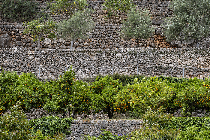terraces with orange groves terraces with orange groves, by Zoonar Tolo