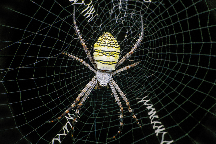 Signature spider and spider web, Satara, Maharashtra, India Signature spider and spider web, Satara, Maharashtra, India, by Zoonar RealityImages