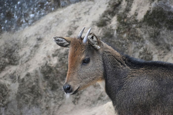 Himalayan goral, Naemorhedus goral or the gray goral, is native to the Himalayas. It is listed as Near Threatened on the IUCN Red List Himalayan goral, Naemorhedus goral or the gray goral, is native to the Himalayas. It is listed as Near Threatened on the IUCN Red List, by Zoonar RealityImages