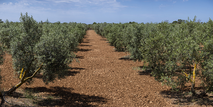 olive grove on the way to L  guila olive grove on the way to L  guila, by Zoonar Bartomeu Bala