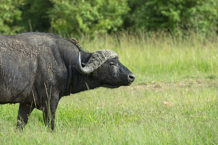 Cape buffalo, Syncerus caffer, masaimara, Kenya, Africa Cape buffalo, Syncerus caffer, masaimara, Kenya, Africa, by Zoonar RealityImages