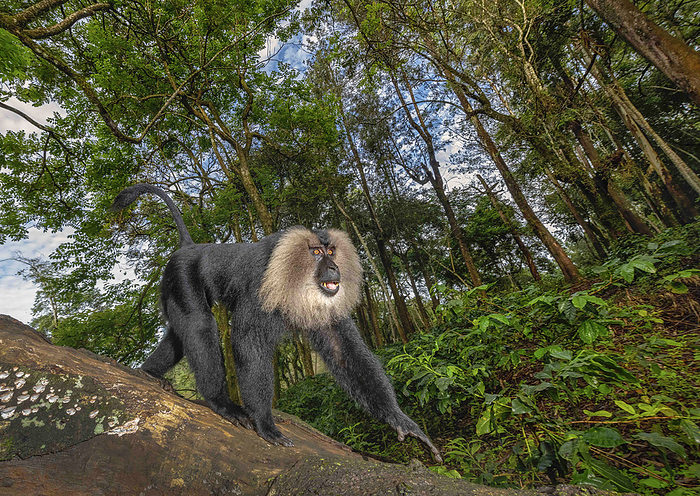 Lion Tail Macaque, Macaca silenus, Endangered withPopulation decreasing, Western Ghats, India Lion Tail Macaque, Macaca silenus, Endangered withPopulation decreasing, Western Ghats, India, by Zoonar RealityImages
