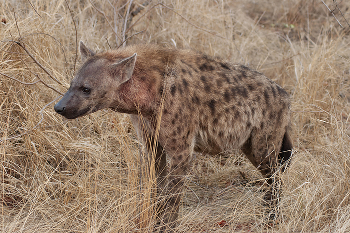 Hyena,  Crocuta crocuta, Kruger National Park, South Africa Hyena,  Crocuta crocuta, Kruger National Park, South Africa, by Zoonar RealityImages