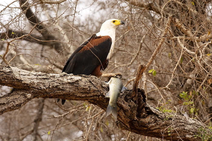 African fish eagle, Haliaeetus vocifer, Kruger National Park, South Africa African fish eagle, Haliaeetus vocifer, Kruger National Park, South Africa, by Zoonar RealityImages