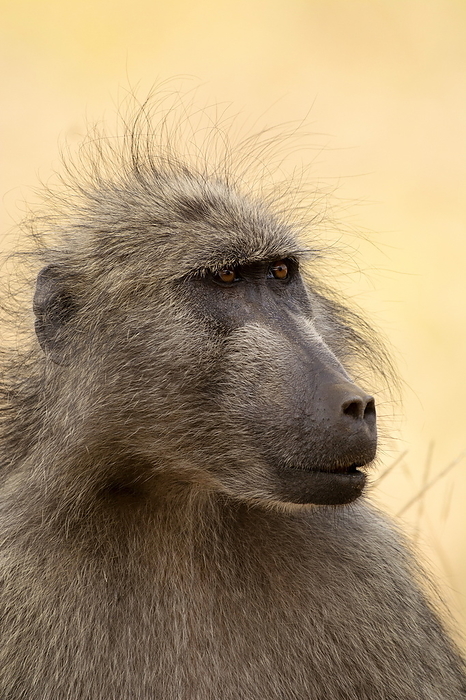 Baboon, Papio ursinus,  Kruger National Park, South Africa Baboon, Papio ursinus,  Kruger National Park, South Africa, by Zoonar RealityImages