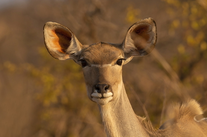 Kudu or Greater Kudu  Female, Tragelaphus strepsiceros, Kruger National Park, South Africa Kudu or Greater Kudu  Female, Tragelaphus strepsiceros, Kruger National Park, South Africa, by Zoonar RealityImages