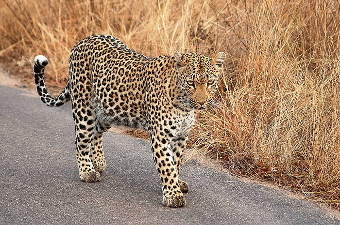 Leopard, Panthera pardus, Kruger National Park, South Africa Leopard, Panthera pardus, Kruger National Park, South Africa, by Zoonar RealityImages