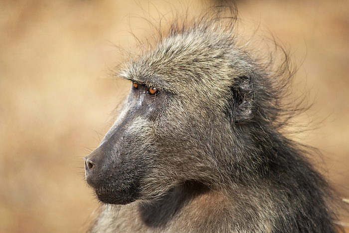 Baboon,, Papio ursinus Kruger National Park, South Africa Baboon,, Papio ursinus Kruger National Park, South Africa, by Zoonar RealityImages
