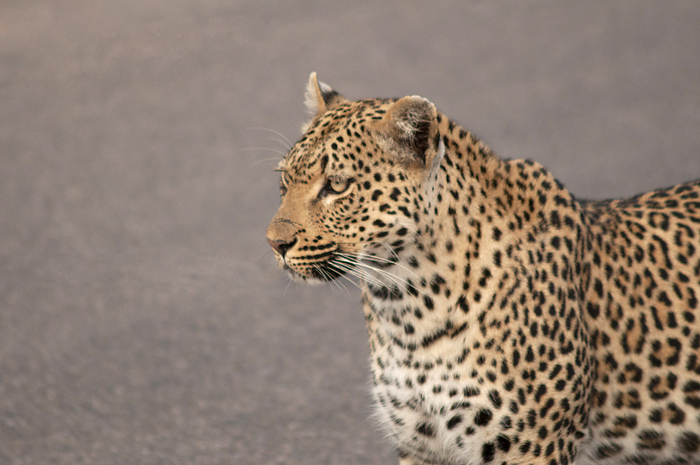 Leopard Panthera pardus, Kruger National Park, South Africa Leopard Panthera pardus, Kruger National Park, South Africa, by Zoonar RealityImages