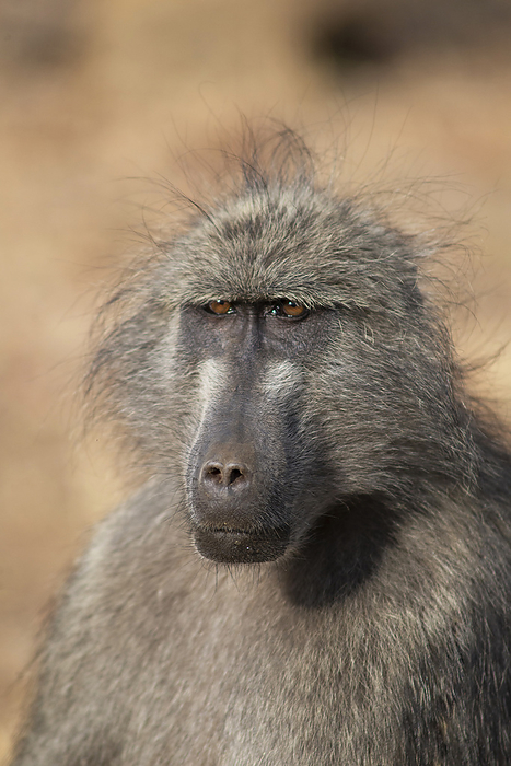 Baboon, Papio ursinus, Kruger National Park, South Africa Baboon, Papio ursinus, Kruger National Park, South Africa, by Zoonar RealityImages