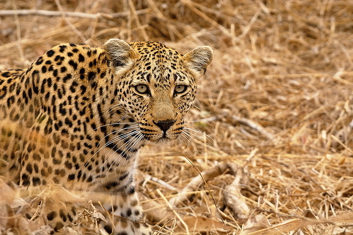 Leopard, Panthera pardus, Kruger National Park, South Africa Leopard, Panthera pardus, Kruger National Park, South Africa, by Zoonar RealityImages