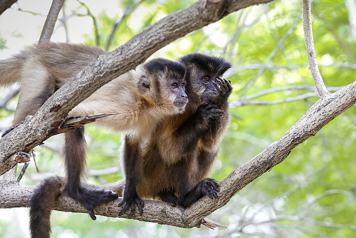 Two young Brown capuchin monkeys perching together on a tree branch, looking to the right, Pantanal Wetlands, Mato Grosso, Brazil Two young Brown capuchin monkeys perching together on a tree branch, looking to the right, Pantanal Wetlands, Mato Grosso, Brazil, by Zoonar Uwe Bergwitz