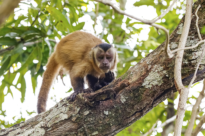 Brown capuchin monkey climbing on a tree trunk, facing camera, natural background, Pantanal Wetlands Brown capuchin monkey climbing on a tree trunk, facing camera, natural background, Pantanal Wetlands, by Zoonar Uwe Bergwitz