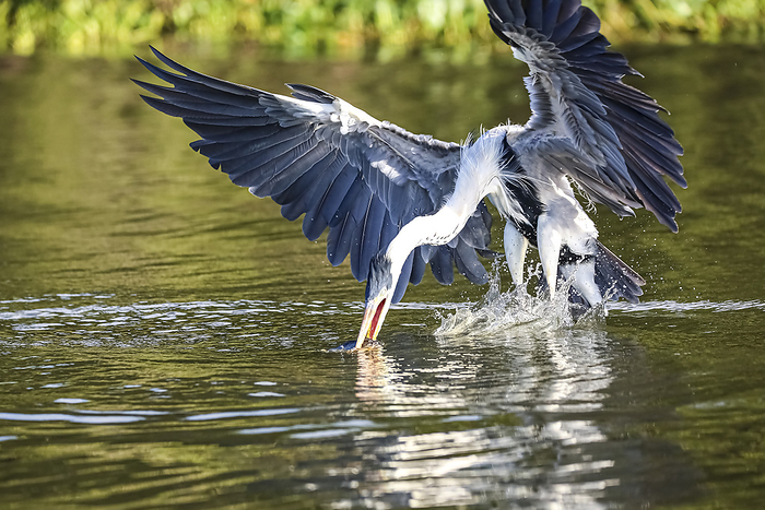 Cocoi heron catching a Pirhana in flight over a river, spreading wings, Pantanal Wetlands, Mato Gros Cocoi heron catching a Pirhana in flight over a river, spreading wings, Pantanal Wetlands, Mato Gros, by Zoonar Uwe Bergwitz