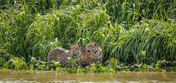 Two Jaguar brothers  Panthera onca  standing at a  river edge against lush green background, looking Two Jaguar brothers  Panthera onca  standing at a  river edge against lush green background, looking, by Zoonar Uwe Bergwitz