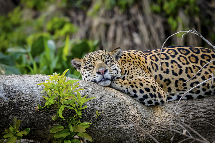 Close up of a sleepy Jaguar resting flat on a tree trunk, head to camera, Pantanal Wetlands, Mato Gr Close up of a sleepy Jaguar resting flat on a tree trunk, head to camera, Pantanal Wetlands, Mato Gr, by Zoonar Uwe Bergwitz