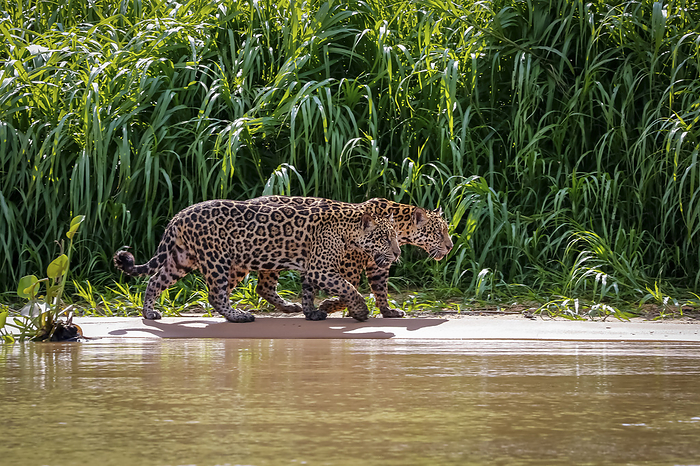 Two Jaguar  Panthera onca  brothers walking in sunlight along the river edge against green backgroun Two Jaguar  Panthera onca  brothers walking in sunlight along the river edge against green backgroun, by Zoonar Uwe Bergwitz