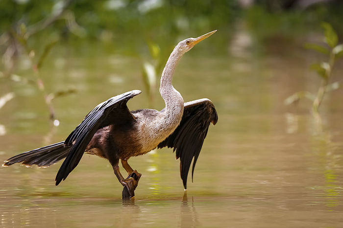 Close up of an Anhinga standing in shallow water spreading wings, Pantanal Wetlands, Mato Grosso, Br Close up of an Anhinga standing in shallow water spreading wings, Pantanal Wetlands, Mato Grosso, Br, by Zoonar Uwe Bergwitz