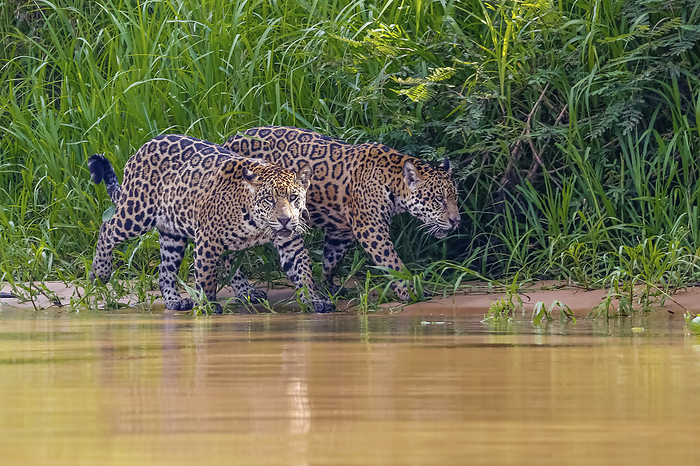 Close  up of two Jaguar brothers walking along the river edge against green background, one facing t Close  up of two Jaguar brothers walking along the river edge against green background, one facing t, by Zoonar Uwe Bergwitz